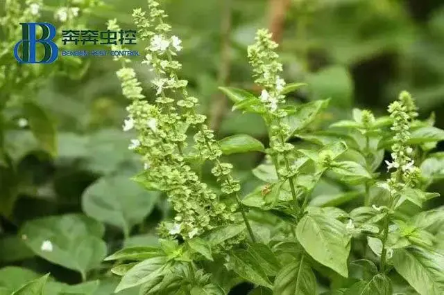 灭苍蝇最有效的方法_苍蝇消灭苍蝇最好的办法_苍蝇用什么方法灭最好