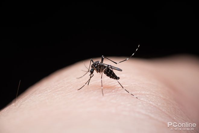 灭蚊子最怕的三种药_灭蚊子的药对人有害吗_什么草药蚊子怕