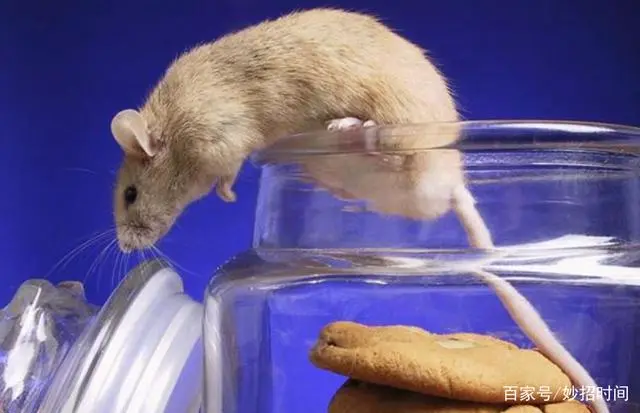 灭老鼠的药特效药_灭老鼠最好最快的药_灭老鼠的杀虫剂