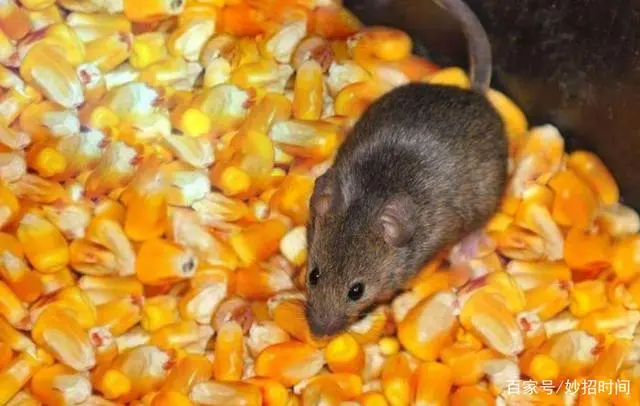 灭老鼠的药特效药_灭老鼠的杀虫剂_灭老鼠最好最快的药