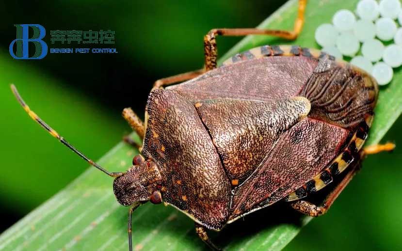 灭臭虫用什么药_灭臭虫方法_怎么灭臭虫最快最有效