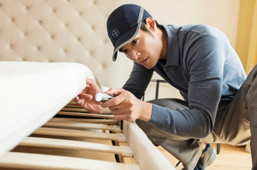 怎么灭臭虫最快最有效_灭臭虫方法_如何杀灭臭虫害虫防治