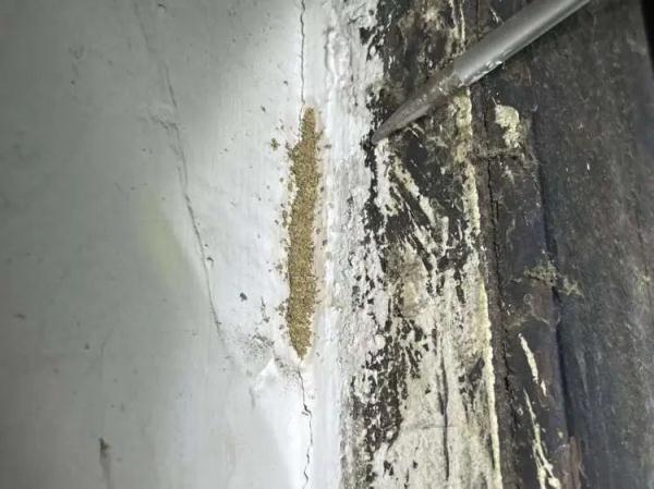 灭白蚁专用药_灭白蚁药的主要成分_灭杀白蚁药