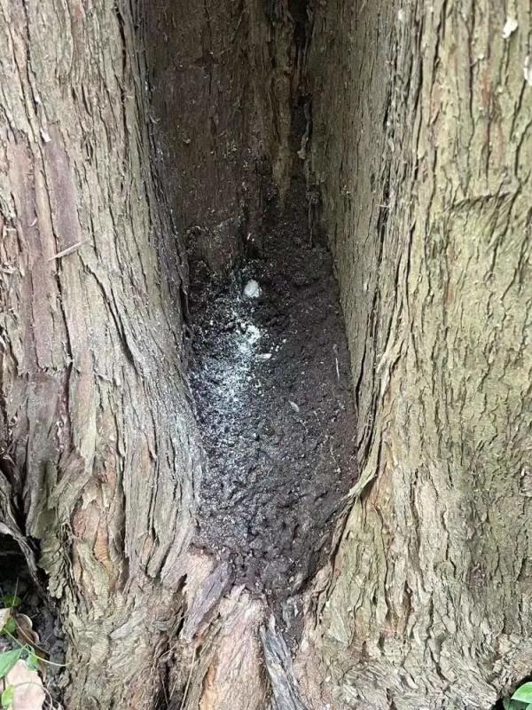 灭白蚁专用药_灭白蚁药的主要成分_灭杀白蚁药