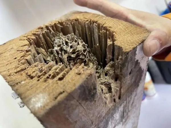 灭白蚁专用药_灭白蚁药的主要成分_灭杀白蚁药