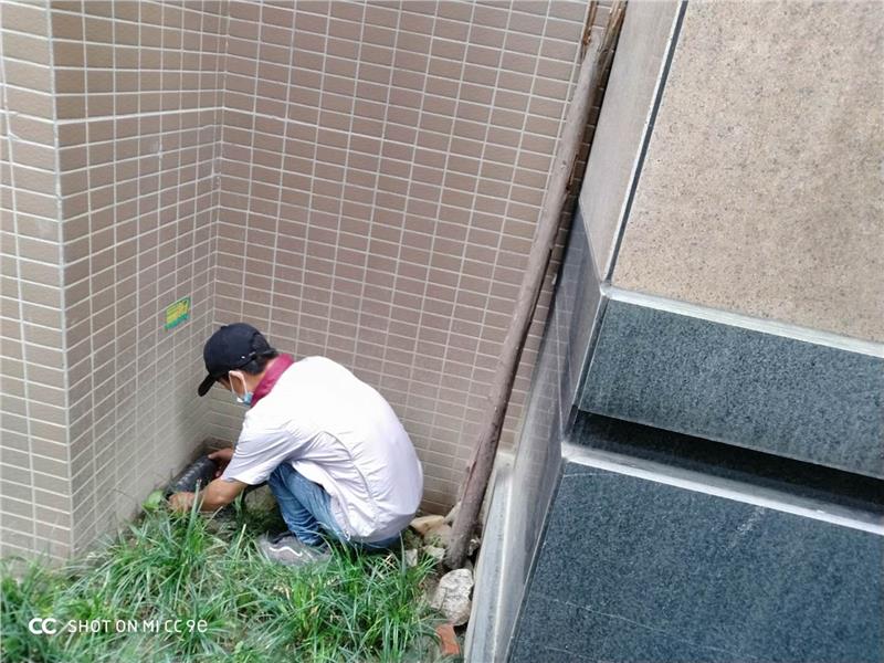 金堂办公室灭白蚁公司