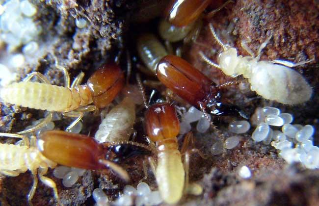 白蚁一平方多少钱_灭白蚁一般多少钱一个平方_灭白蚁多少钱