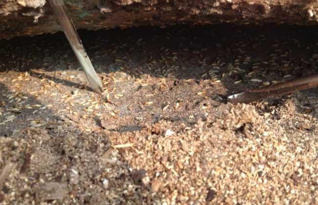 灭白蚁多少钱_白蚁一平方多少钱_灭白蚁一般多少钱一个平方