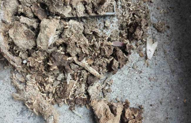 灭白蚁一般多少钱一个平方_白蚁一平方多少钱_灭白蚁多少钱