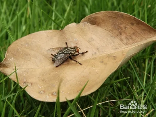 夏天家里苍蝇太多怎么办(除苍蝇的方法)