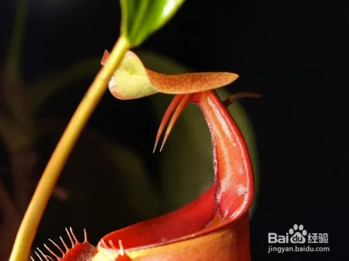 夏天家里苍蝇太多怎么办(除苍蝇的方法)