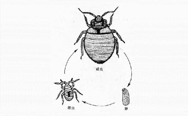 杀臭虫药水_灭臭虫用什么药最好_灭药臭虫好用吗知乎