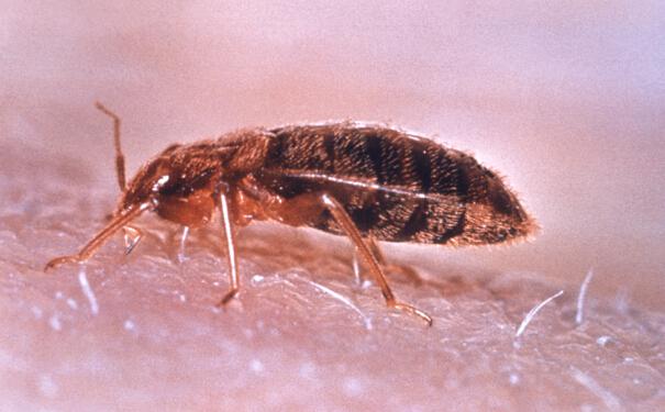 杀臭虫药水_灭药臭虫好用吗知乎_灭臭虫用什么药最好