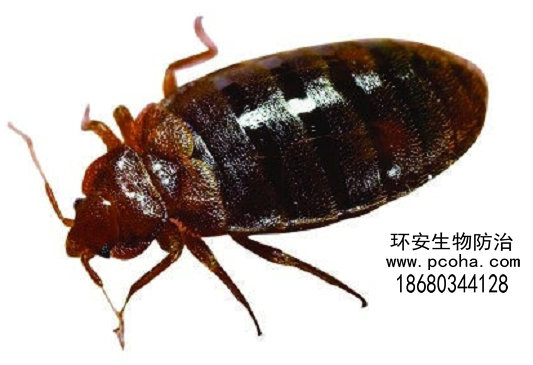 灭臭虫有效方法_灭臭虫有效方法是什么_灭臭虫有效方法图片