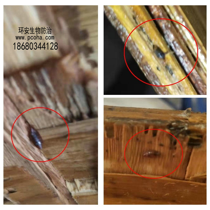 灭臭虫有效方法是什么_灭臭虫有效方法_灭臭虫有效方法图片