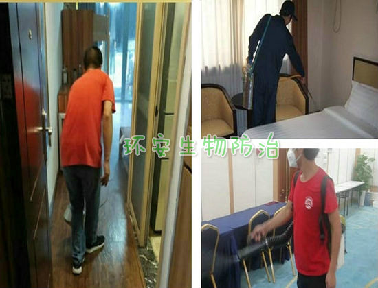 灭臭虫有效方法是什么_灭臭虫有效方法_灭臭虫有效方法图片