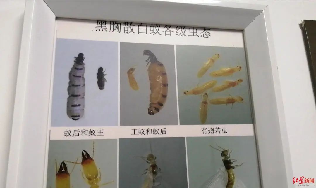 灭白蚁专用药_灭白蚁药的主要成分_灭专用药白蚁怎么办