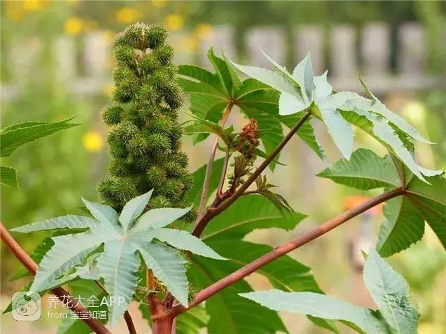 10种自制杀虫水_自制作杀虫水_自制杀虫水治蔬菜