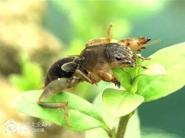 自制作杀虫水_自制杀虫水治蔬菜_10种自制杀虫水