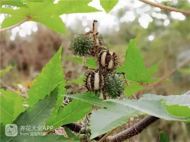 10种自制杀虫水_自制杀虫水治蔬菜_自制作杀虫水