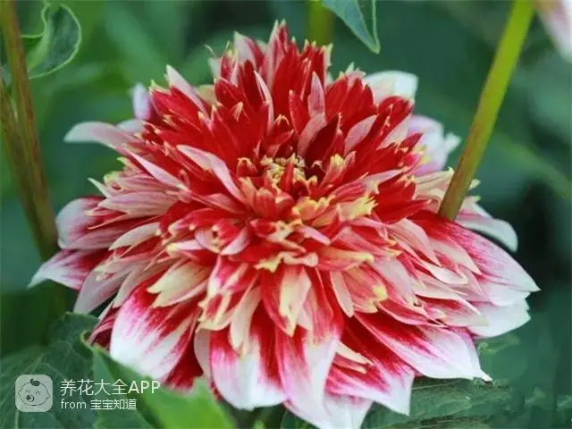 自制杀虫水治蔬菜_自制作杀虫水_10种自制杀虫水