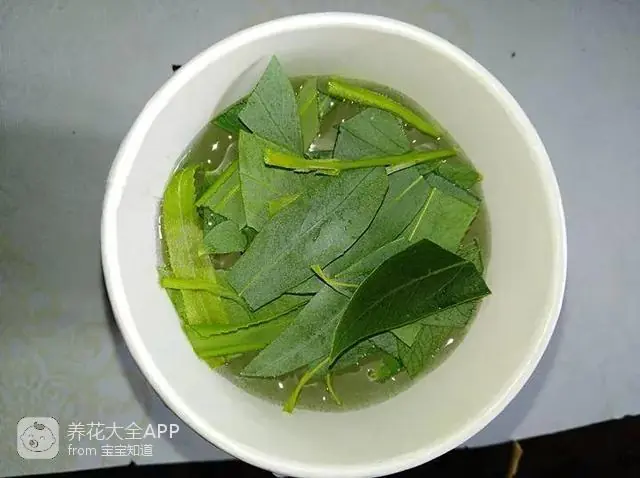 自制杀虫水治蔬菜_10种自制杀虫水_自制作杀虫水