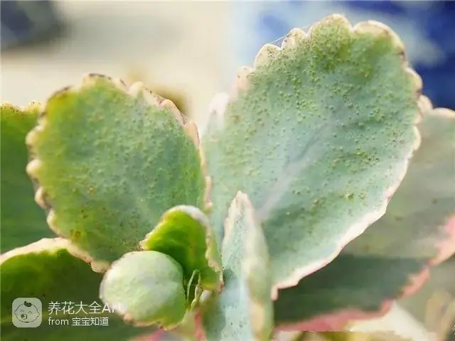 自制作杀虫水_10种自制杀虫水_自制杀虫水治蔬菜