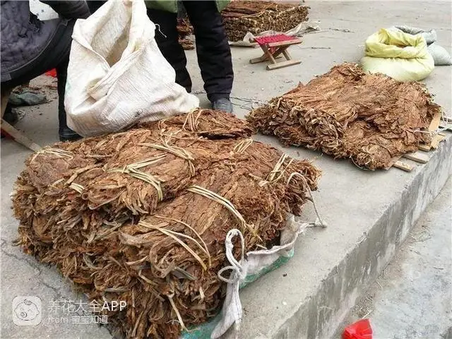 自制作杀虫水_10种自制杀虫水_自制杀虫水治蔬菜