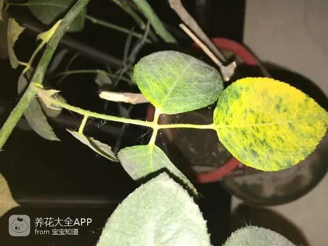 自制作杀虫水_自制杀虫水治蔬菜_10种自制杀虫水