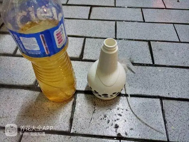 10种自制杀虫水_自制杀虫水治蔬菜_自制作杀虫水