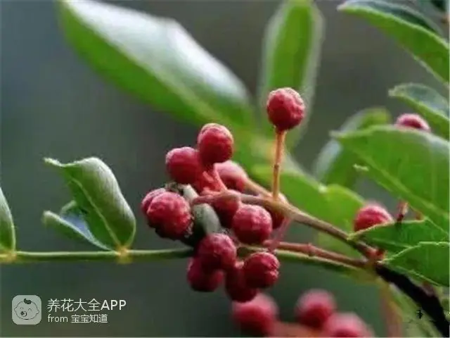 自制作杀虫水_自制杀虫水治蔬菜_10种自制杀虫水