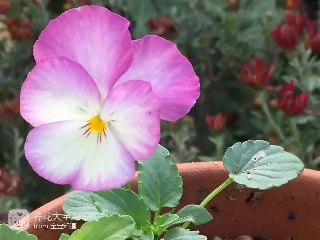 自制杀虫水治蔬菜_10种自制杀虫水_自制作杀虫水