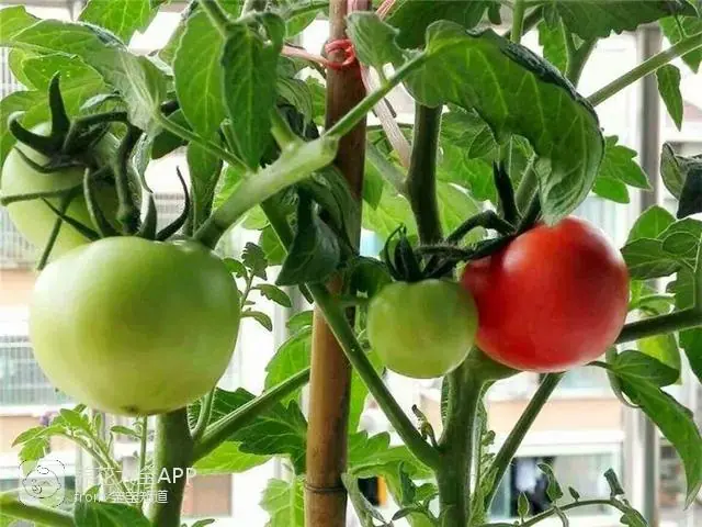 自制杀虫水治蔬菜_10种自制杀虫水_自制作杀虫水