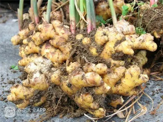 自制杀虫水治蔬菜_自制作杀虫水_10种自制杀虫水