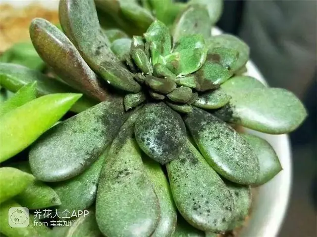 自制杀虫水治蔬菜_自制作杀虫水_10种自制杀虫水