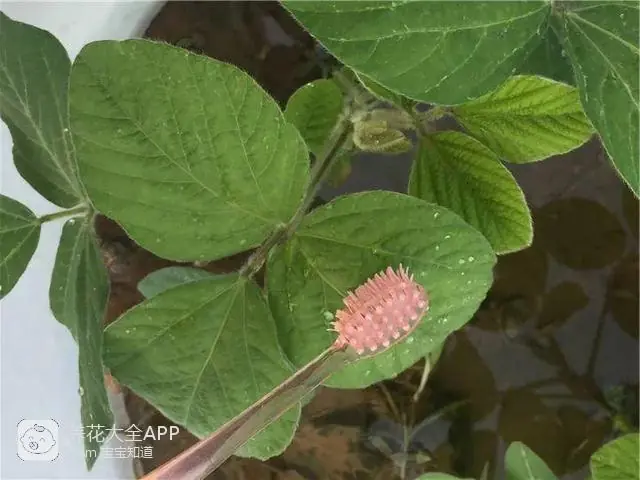 自制作杀虫水_10种自制杀虫水_自制杀虫水治蔬菜