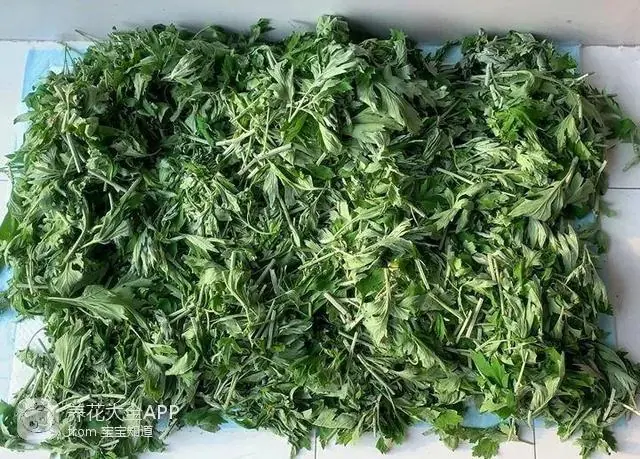 自制杀虫水治蔬菜_自制作杀虫水_10种自制杀虫水