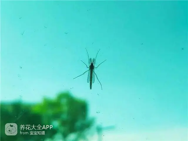 自制杀虫水治蔬菜_10种自制杀虫水_自制作杀虫水