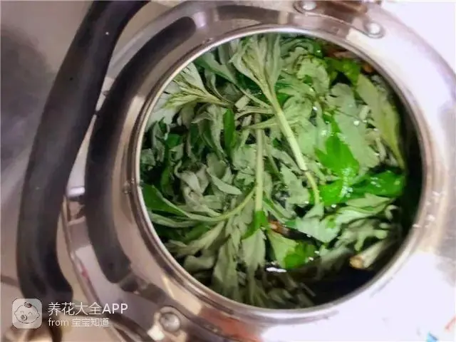 10种自制杀虫水_自制杀虫水治蔬菜_自制作杀虫水