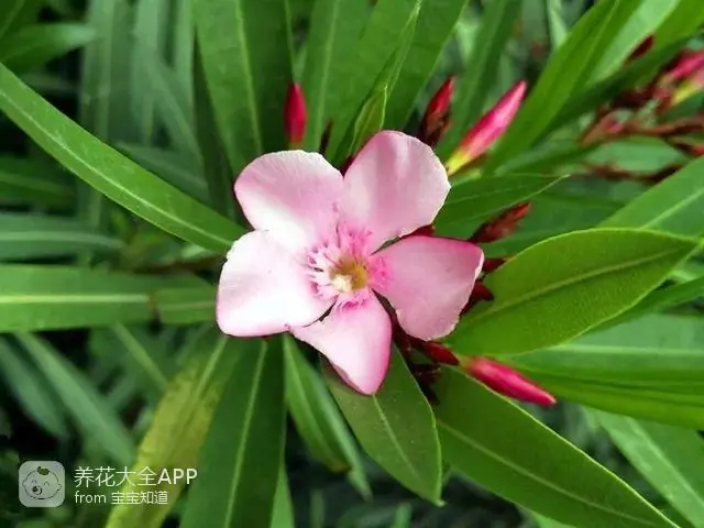自制杀虫水治蔬菜_自制作杀虫水_10种自制杀虫水