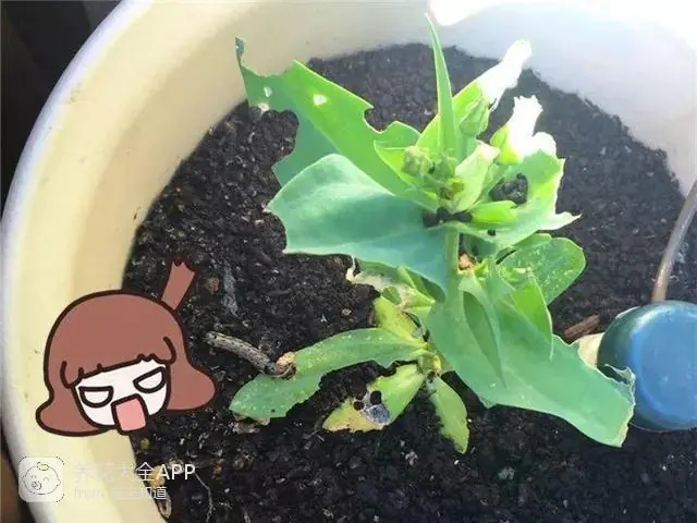 自制杀虫水治蔬菜_10种自制杀虫水_自制作杀虫水