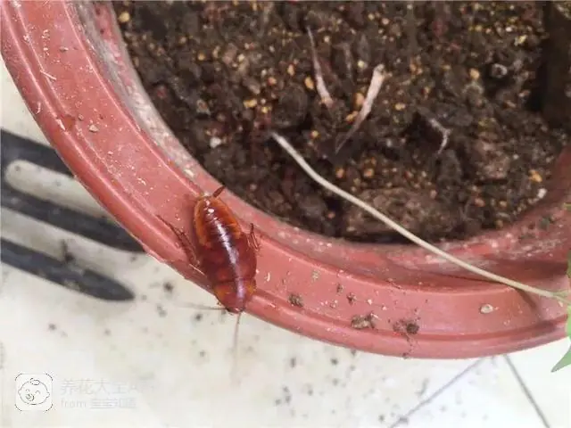 10种自制杀虫水_自制杀虫水治蔬菜_自制作杀虫水