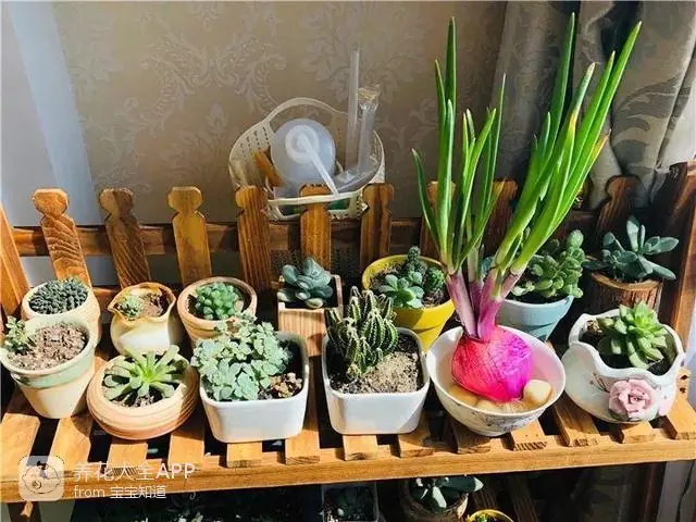 自制杀虫水治蔬菜_自制作杀虫水_10种自制杀虫水