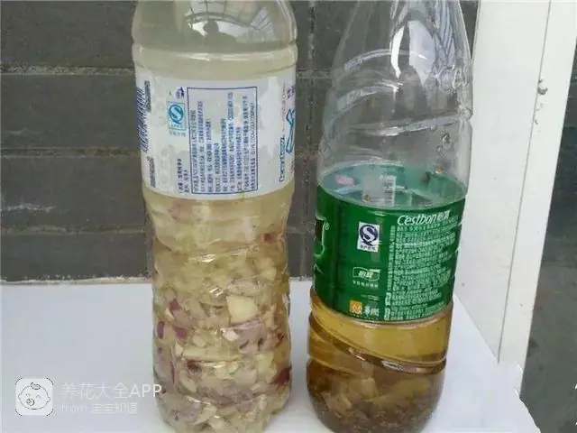 10种自制杀虫水_自制杀虫水治蔬菜_自制作杀虫水