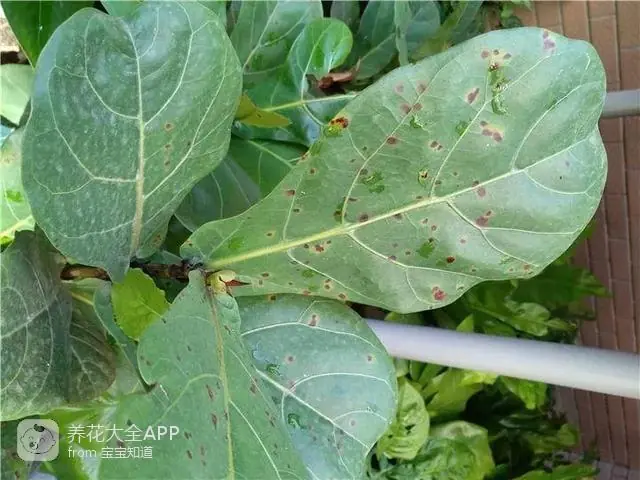 10种自制杀虫水_自制作杀虫水_自制杀虫水治蔬菜