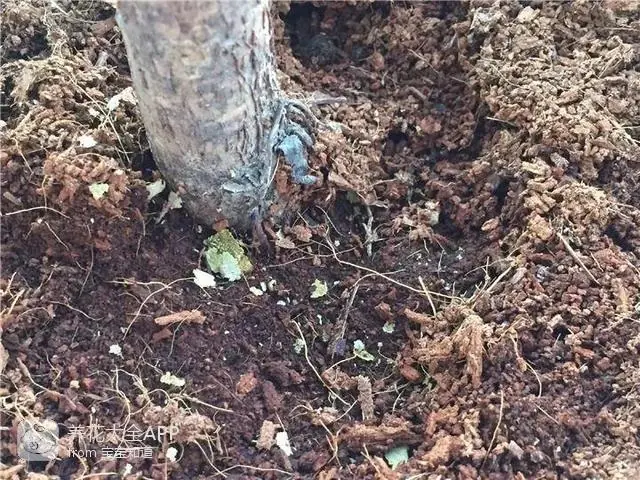 自制杀虫水治蔬菜_自制作杀虫水_10种自制杀虫水