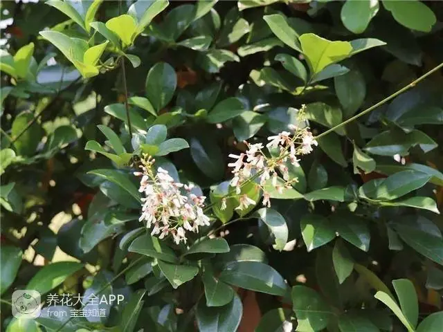 自制杀虫水治蔬菜_10种自制杀虫水_自制作杀虫水