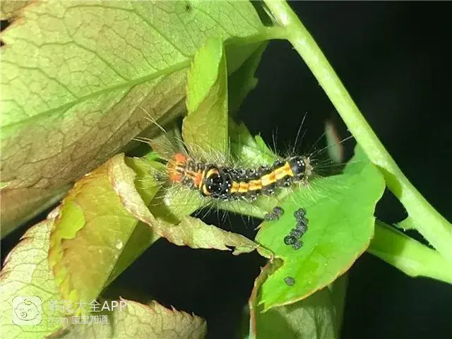 自制作杀虫水_10种自制杀虫水_自制杀虫水治蔬菜