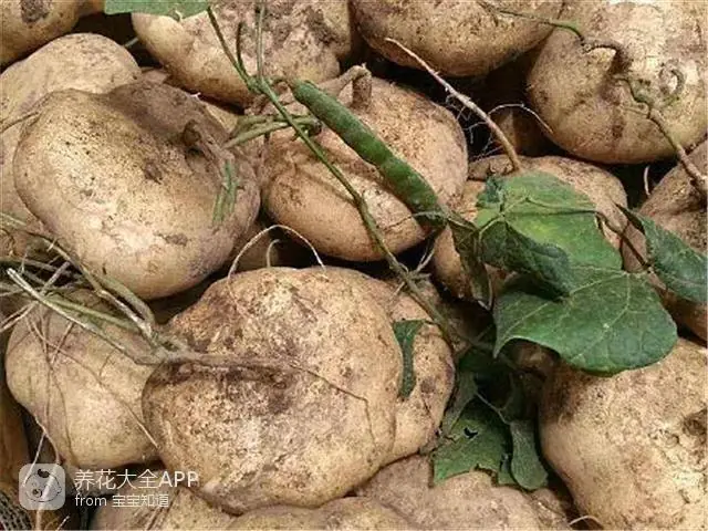 10种自制杀虫水_自制杀虫水治蔬菜_自制作杀虫水