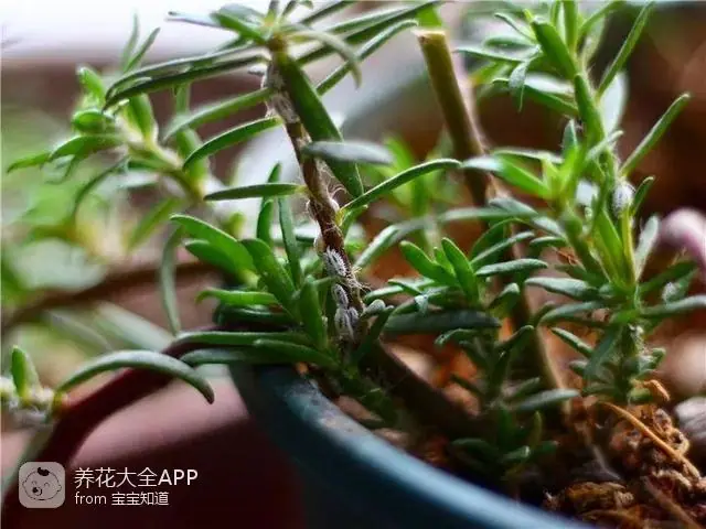 自制杀虫水治蔬菜_10种自制杀虫水_自制作杀虫水